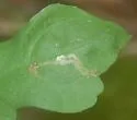 Liriomyza orilliensis - photo 5