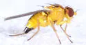 Liriomyza paspali - photo 2