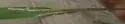 Liriomyza paspali - photo 3