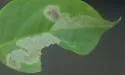 Liriomyza philadelphivora