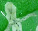 Liriomyza philadelphivora - photo 3