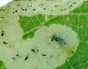 Liriomyza philadelphivora - photo 4