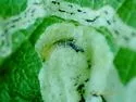 Liriomyza philadelphivora - photo 5
