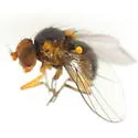 Liriomyza phloxiphaga