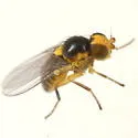 Liriomyza pilicornis - Liriomyza pilicornis