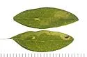 Liriomyza pilicornis - photo 2