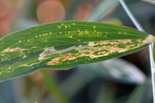 Liriomyza pisivora