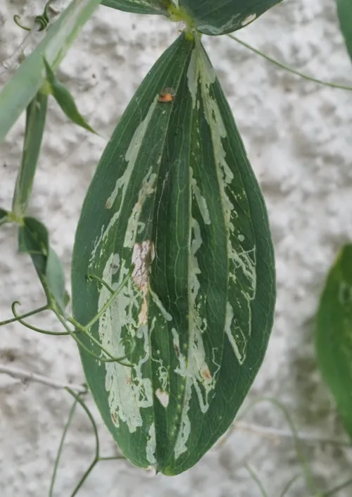 Liriomyza pisivora - photo 2