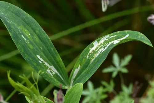 Liriomyza pisivora - photo 3