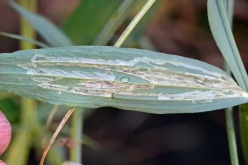 Liriomyza pisivora - photo 4