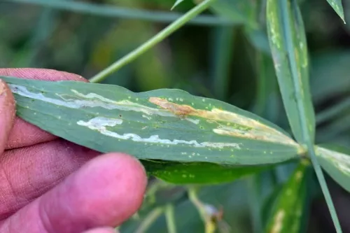 Liriomyza pisivora - photo 6