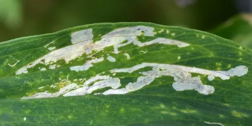 Liriomyza pisivora - photo 7