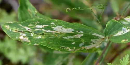 Liriomyza pisivora - photo 8