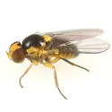 Liriomyza pistilla