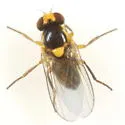 Liriomyza pistilla - photo 2