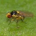 Liriomyza pistilla - photo 3