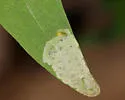 Liriomyza pistilla - photo 4