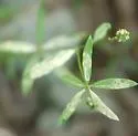 Liriomyza polygalivora - Liriomyza polygalivora