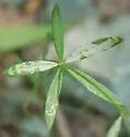 Liriomyza polygalivora - photo 2