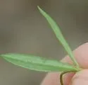 Liriomyza polygalivora - photo 3