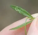 Liriomyza polygalivora - photo 4