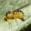 Liriomyza ptarmicae - photo 2