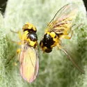 Liriomyza ptarmicae - photo 3