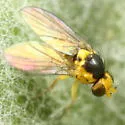 Liriomyza ptarmicae - photo 4