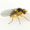 Liriomyza ptarmicae - photo 5