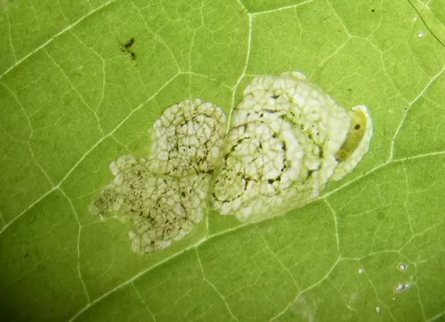 Liriomyza puella