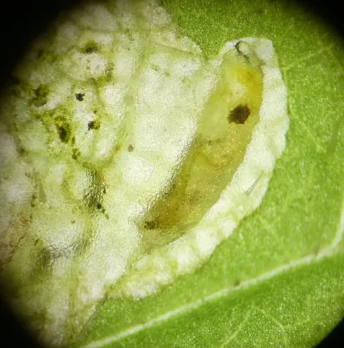 Liriomyza puella - photo 2