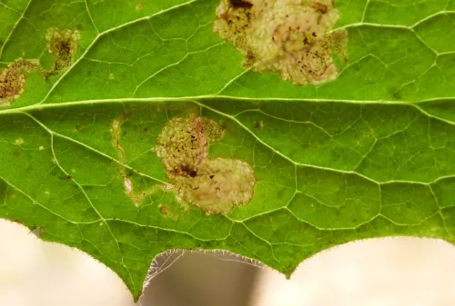 Liriomyza puella - photo 3