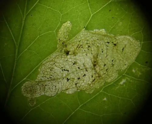 Liriomyza puella - photo 4