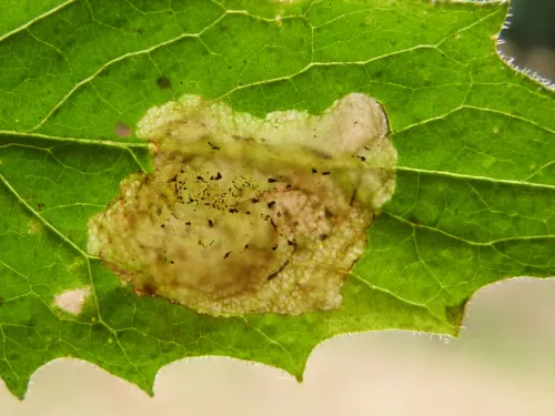 Liriomyza puella - photo 5