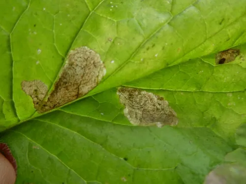 Liriomyza puella - photo 6