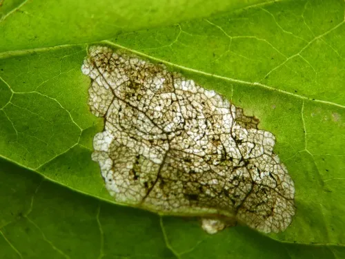 Liriomyza puella - photo 7