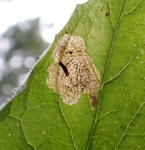 Liriomyza puella - photo 8