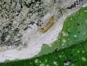 Liriomyza rivinae - photo 3