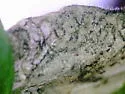 Liriomyza rivinae - photo 4