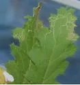 Liriomyza sabaziae - photo 3