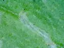 Liriomyza sabaziae - photo 4