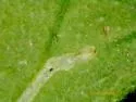 Liriomyza sabaziae - photo 5