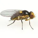 Vegetable Leaf Miner