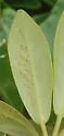Liriomyza schmidti - photo 3