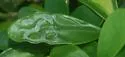 Liriomyza schmidti - photo 4