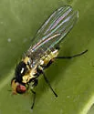 Liriomyza septentrionalis