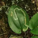 Liriomyza smilacinae - photo 4
