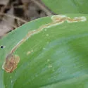 Liriomyza smilacinae - photo 5