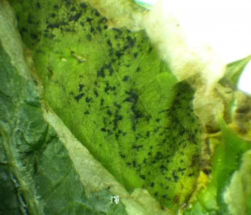 Liriomyza sonchi - photo 2