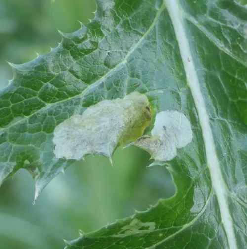 Liriomyza sonchi - photo 3